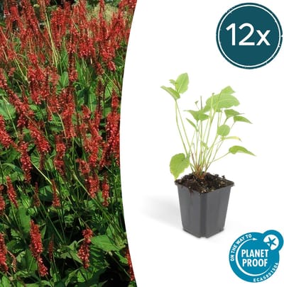 Tuinplantenshop.com | Persicaria amplexicaulis | 12 stuks - Ø9cm - 10-25cm hoog - Tuinplant