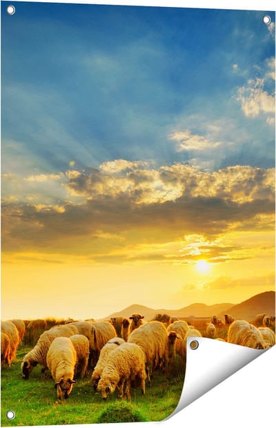 Gards Tuinposter Kudde Schapen op het Gras bij Zonsondergang - 60x80 cm - Tuindoek - Tuindecoratie - Wanddecoratie buiten - Tuinschilderij