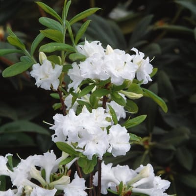 Plants Online BV - Planten - Tuinplanten - Heesters - Set van 1 - Rhododendron (AK) 'Whitethroat'