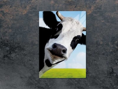 TMK ArtDeko - Snijplank - 35x52 cm - Krachtig Koeienontwerp - Hygiënisch Glas
