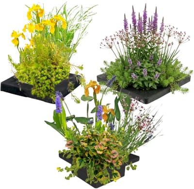 vdvelde.com - Vijver planteneiland set 3-delig - Compleetsysteem met 12 waterplanten - Drijvend filtereiland tegen algen & muggen - Reinigt water natuurlijk zonder chemicaliën
