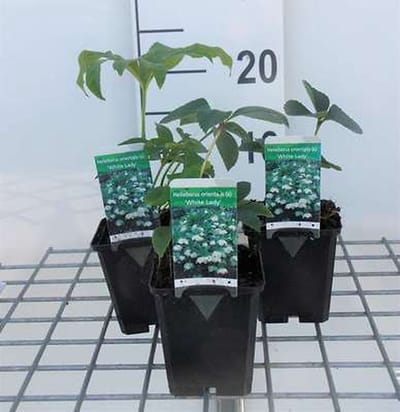 6x Stinkend nieskruid - Helleborus or. 'White Lady' | 9x9 cm pot