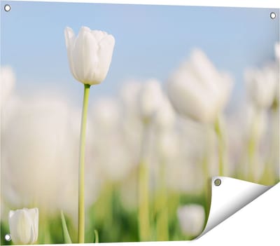 Gards Tuinposter Witte Tulpen - Bloemen - 80x60 cm - Tuindoek - Tuindecoratie - Wanddecoratie buiten - Tuinschilderij