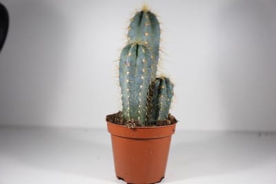 Succulux Cactussen Mix - 6 Cactussen Ø 5,5 cm Pot - Mini Kamerplanten - Cadeau en Bedankje