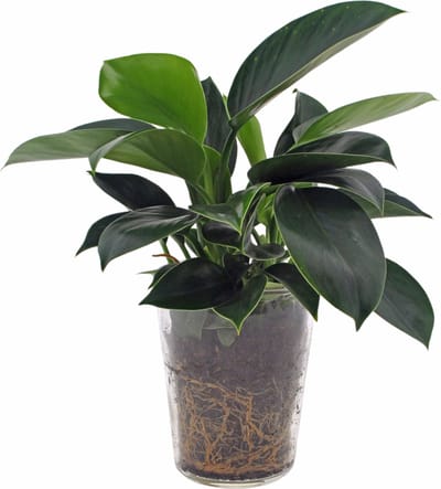 Philodendron Green Princess | 35cm | incl. glazen vaas