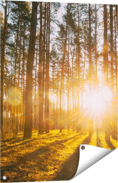 Gards Tuinposter Zonsopkomst in het Bos tussen de Bomen - 60x80 cm - Tuindoek - Tuindecoratie - Wanddecoratie buiten - Tuinschilderij