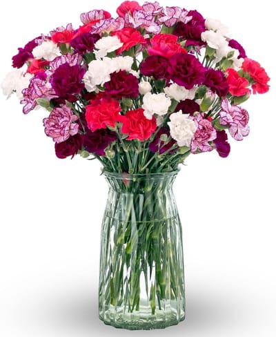 Mini Anjers - Verse Bloemen - Decoratie en Cadeau - Glazen Vaas Inbegrepen - 20 Stelen - Regenboog