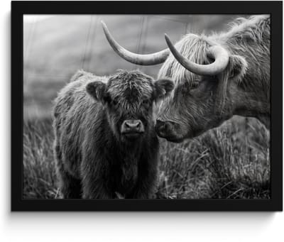 Poster in lijst - Fotolijst 40x30 cm - Posters - Schotse hooglander - Kalf - Zwart - Wit - Posterlijst zwart - Decoratie - Wanddecoratie woonkamer - Muurdecoratie slaapkamer