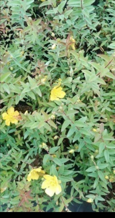 2 x Hypericum hybr. 'Hidcote' - Herfsthooi, Sint Janskruid 25- 30 cm in pot