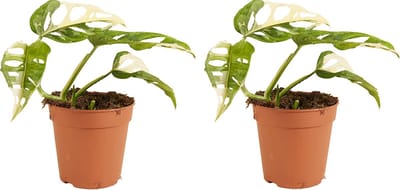 Bloomique - Set van 2 - Monstera Adansonii Variegata - Monkey Mask - Zeldzame Kamerplanten - Geschikt als Klimplant - Luchtzuiverend - Hoogte 20-25 cm - Pot 12 cm