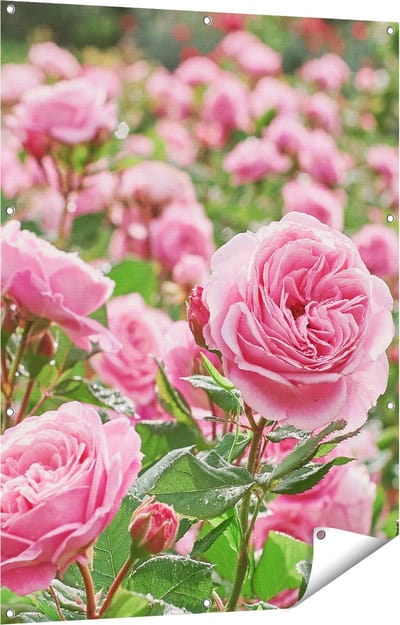 Gards Tuinposter Roze Rozen Bloemenveld - 90x120 cm - Tuindoek - Tuindecoratie - Wanddecoratie buiten - Tuinschilderij