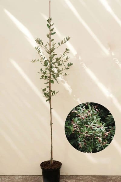 Jonge Steeneik boom | Quercus ilex | 80-100cm hoogte