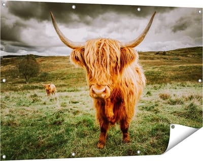 Gards Tuinposter Schotse Hooglanders in de Wei - Kleur - 120x80 cm - Tuindoek - Tuindecoratie - Wanddecoratie buiten - Tuinschilderij