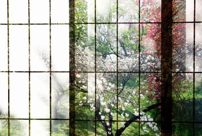 Fotobehang orchard 2 DD113732 Livingwalls Walls by Patel | Fotobehang