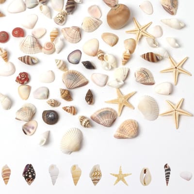 Dailygoods- Schelpen 35g ongeboorde decoratie - Schelpen voor knutselen - Strandschelp decoratie - DIY kunstnijverheid - Creatieve materialen - Verschillende maten 1-3 cm - Decoratieschelpen