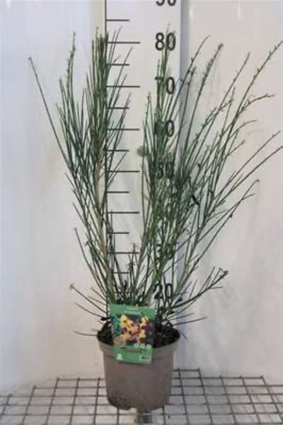 Cytisus 'Andreanus Splendens' - Brem , geitenklaver 40 - 60 cm in pot