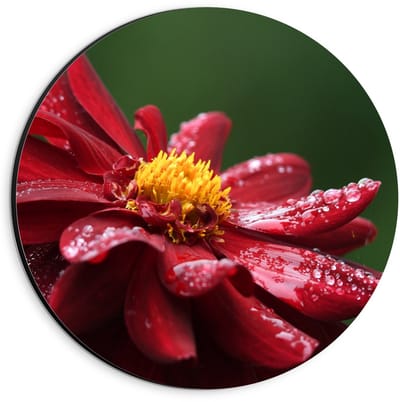 Dibond Wandcirkel - Rode Bloem met Waterdruppels - 20x20cm Foto op Aluminium Wandcirkel (met ophangsysteem)