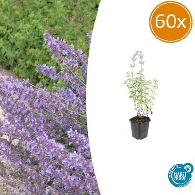 Tuinplantenshop.com | Nepeta 'Walker's Low' | 60 stuks - Ø9cm - 10-25cm hoog - Tuinplant