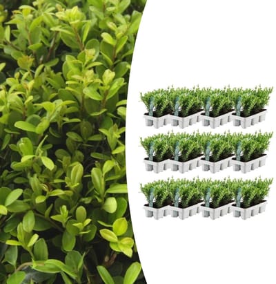 Tuinplantenshop.com | Ilex crenata 'Jenny' | 72 stuks - Ø7cm - 15cm hoog - Tuinplant