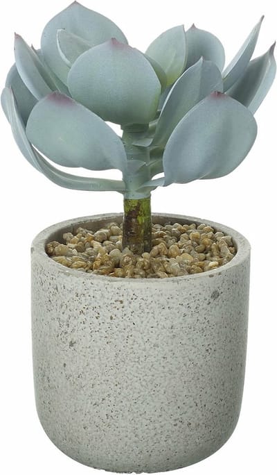 Parlane kunst vetplant Echeveria in stenen sierpotje - 10 x 10 x 20 cm
