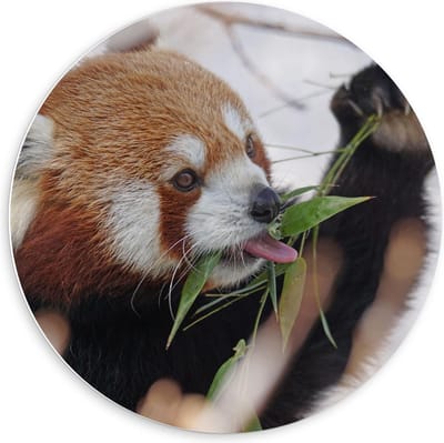 KuijsFotoprint - Schilderij - Etende Rode Panda - Zwart, Wit, Bruin En Rood - 60 X 60 Cm