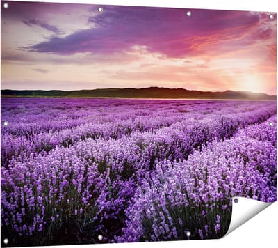 Gards Tuinposter Bloemenveld met Paarse Lavendel - Bloemen - 120x90 cm - Tuindoek - Tuindecoratie - Wanddecoratie buiten - Tuinschilderij