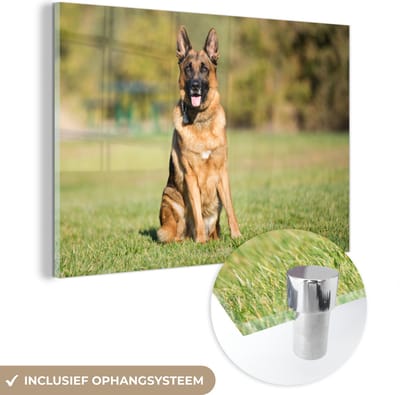 ® Glasschilderij 180x120 cm - Schilderij acrylglas - Duitse Herder zit in de zon - Foto op glas - Muurdecoratie woonkamer - Wanddecoratie slaapkamer - Schilderijen