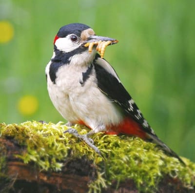 Levende meelwormen | Vis aas | Wormenmest | Wormen |Meelwormen Kip | Meelwormen gedroogd | Kippenvoer | Sprinkhanen | Meelwormen voor vogels | Reptielen | Buitenvogelvoer