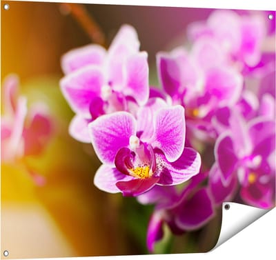 Gards Tuinposter Paarse Orchidee Bloemen - 100x80 cm - Tuindoek - Tuindecoratie - Wanddecoratie buiten - Tuinschilderij