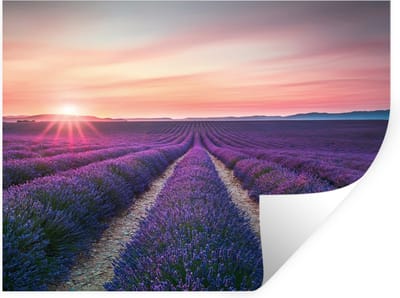 Muurstickers - Sticker Folie - Lavendel - Paars - Bloemen - 40x30 cm - Plakfolie - Muurstickers Kinderkamer - Zelfklevend Behang - Zelfklevend behangpapier - Stickerfolie