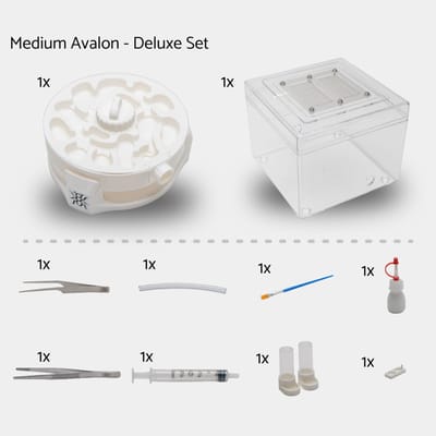 Medium Avalon Deluxe Set – Complete mieren startset met nest en buitenwereld