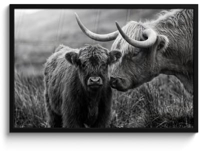 Poster in lijst - Fotolijst 90x60 cm - Posters - Schotse hooglander - Kalf - Zwart - Wit - Posterlijst zwart - Decoratie - Wanddecoratie woonkamer - Muurdecoratie slaapkamer