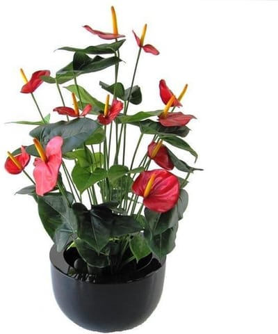 Anthurium Deluxe rood 80cm