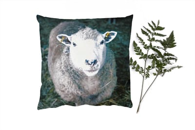 Sierkussens - Kussentjes Woonkamer - 45x45 cm - Schaap - Dieren - Vee