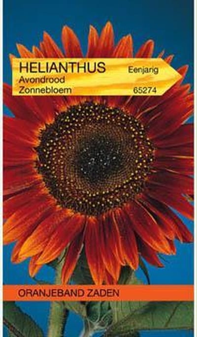 Helianthus, Zonnebloem Avondrood