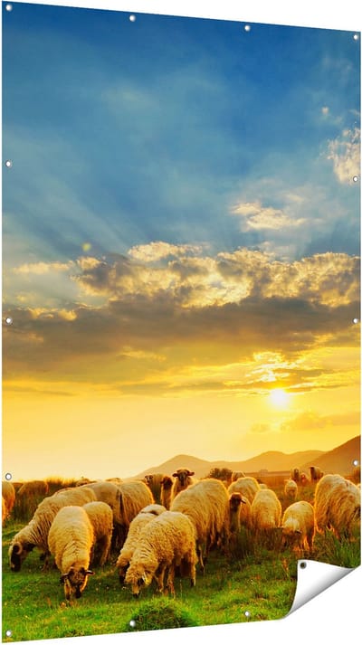 Gards Tuinposter Kudde Schapen op het Gras bij Zonsondergang - 120x180 cm - Tuindoek - Tuindecoratie - Wanddecoratie buiten - Tuinschilderij