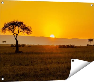 Gards Tuinposter Zonsopgang in de Savanne met een Boom - 80x60 cm - Tuindoek - Tuindecoratie - Wanddecoratie buiten - Tuinschilderij