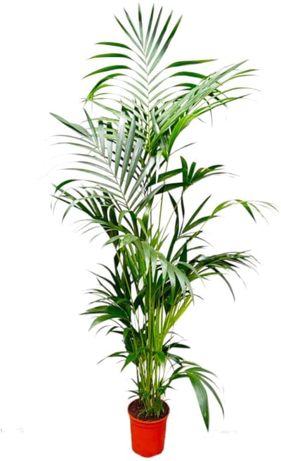 Plantenboetiek.nl | Kentia Palm - Ø24-30cm - 180-200cm hoog - Kamerplant - Groenblijvend