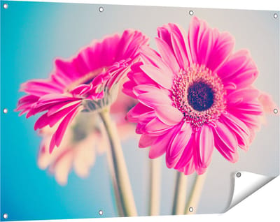 Gards Tuinposter Twee Roze Anjers - Bloemen - 120x80 cm - Tuindoek - Tuindecoratie - Wanddecoratie buiten - Tuinschilderij