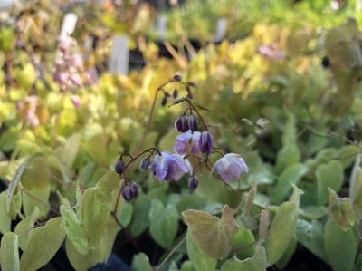 6 x Epimedium youngianum 'Roseum' - Elfenbloem - P9 Pot (9 x 9cm) - Dima Vaste Planten