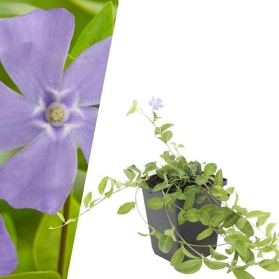 Bloeiende Bodembedekkers - Vaste Planten - Tuin Aankleden - Zeer Winterhard - 6 Stuks - Blauw