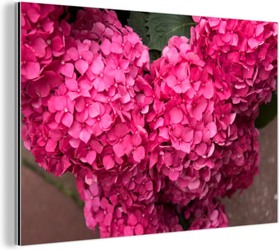 Aluminium schilderij 180x120 cm - Wanddecoratie metaal - Close up roze hortensia bloemen - Metalen muurdecoratie woonkamer - Decoratie industrieel - Foto op dibond - Industriële accessoires slaapkamer