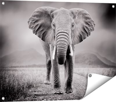 Gards Tuinposter Olifant - Zwart Wit - 80x60 cm - Tuindoek - Tuindecoratie - Wanddecoratie buiten - Tuinschilderij