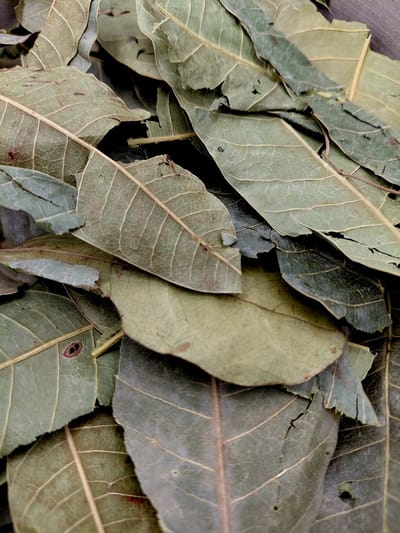 Mangoblad – Mangifera indica 50g