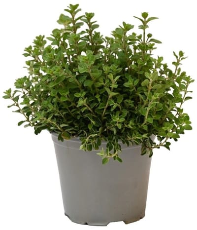 JUNAVERA Oregano (Origanum vulgare) – Aromatische mediterrane kruidenplant – 14 cm pot – ca. 25 cm hoog