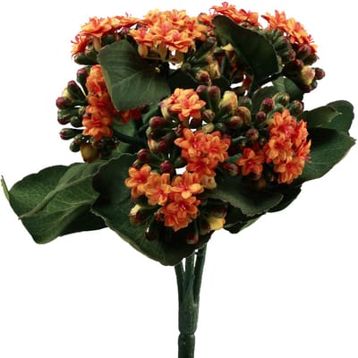 Flaming Käthchen Kalanchoë kunst oranje 24cm