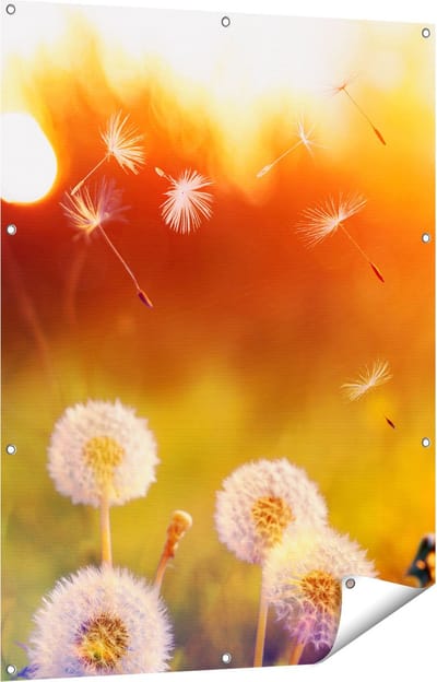 Gards Tuinposter Paardenbloemen tijdens Zonsondergang - 90x120 cm - Tuindoek - Tuindecoratie - Wanddecoratie buiten - Tuinschilderij