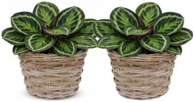 Mega Collections plantenmand Koudum - 2x - rotan - D30 x H23 cm - lichtbruin/grijs - planten/bloempot