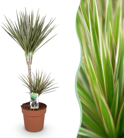 Plantenboetiek.nl | Green is... Dracaena Marginata Bicolor - Drakenbloedboom - Weinig onderhoud - Groen - Ø21cm - 90-100cm hoog - Kamerplant - Groenblijvend