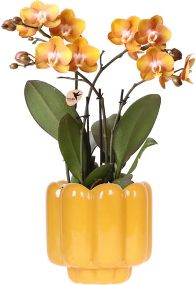 Kolibri Orchids | Oranje/gele Las Vegas orchidee + Retro oker sierpot - potmaat Ø12cm | bloeiende kamerplant – vers van de kweker